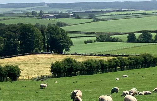 Wee Shepherds Hut Maybole - Foto 18