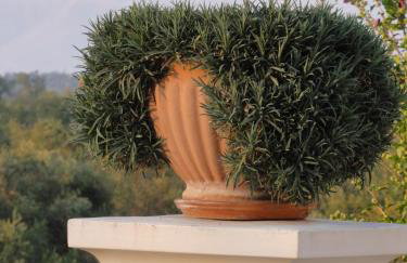 Aroggia Farm - Foto 47