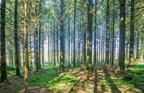 1 Bed in Brithdir oc-w30045 - Foto 21