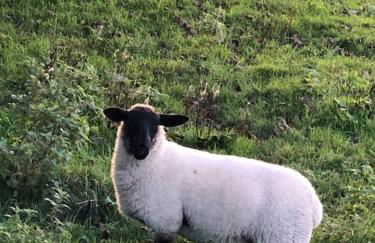 Merril Grove Farm Cottages for larger group stays. - Photo 31