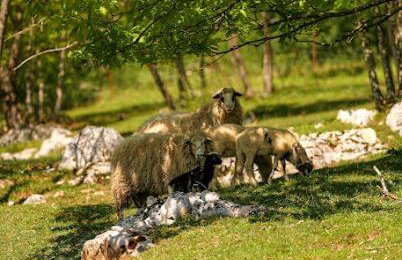 Kuća za odmor Šegota - Photo 36