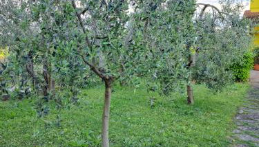 Casa Gli Ulivi - Foto 2