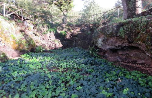 Boscoscuro - Foto 36