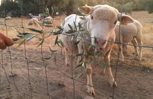 Almojanda 3 olive tree - Foto 73