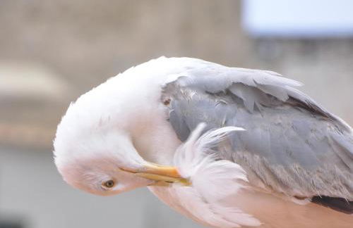 Luna Rossa - Foto 27