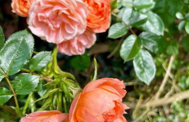 Neptunes Rest - Foto 7