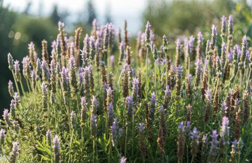 Muses Panoramic View, Minutes from Knossos Minoan Palace - Foto 24