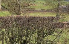 Lakes and Eden Valley. Thornhill Cabin - Foto 2