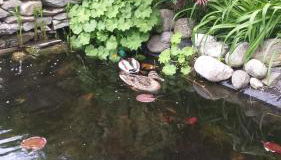 Schlosshof zu Montani - Foto 4