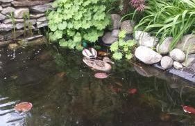 Schlosshof zu Montani - Foto 4