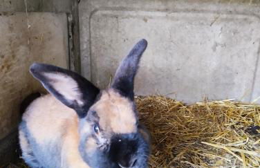 Gite La Saubolle à Marciac - Photo 31