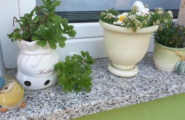 Gartenlaube - Foto 21