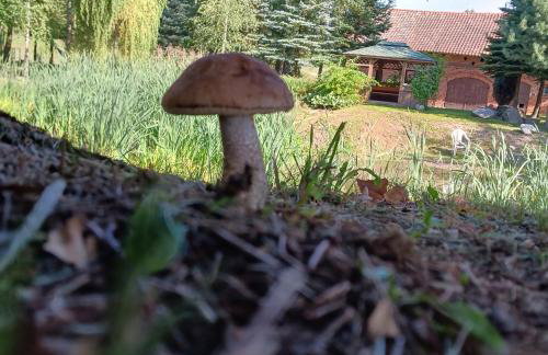 Agroturystyka Pod Dębem - Foto 6