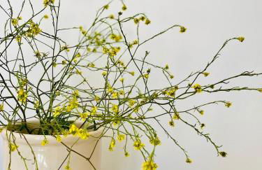 Masseria Voluzzi - Foto 45