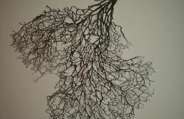 Las Canteras Aquarium - Foto 12