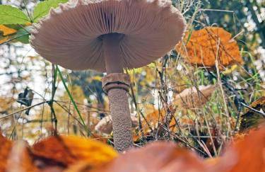 Zielony domek Drzewoszewo - Foto 34