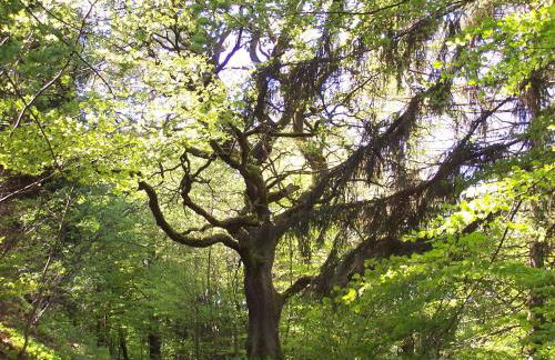 Fewo Wilke - Foto 10