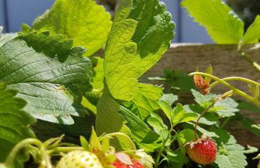 Yetland Farm Holiday Cottages - Foto 22