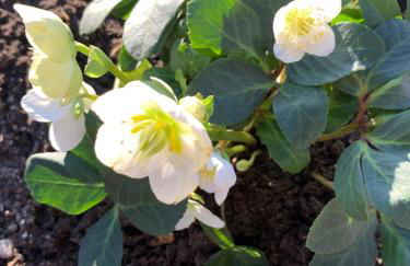 CLOS DE LA BRIQUETERIE - Foto 39