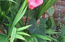 Casa Privativa em Arraial d'Ajuda - 1 Quarto com 2 camas, Cozinha e Banheiro - 10 Minutos do Centro - Sem Estacionamento - Foto 22