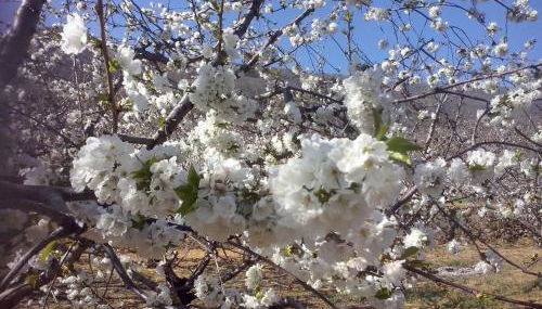 LA ANTIGUA TAHONA - Foto 4