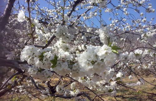 LA ANTIGUA TAHONA - Foto 4