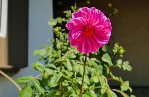 Renovated 5 Bd 3 Ba AC Private Deck Lawn - Foto 77