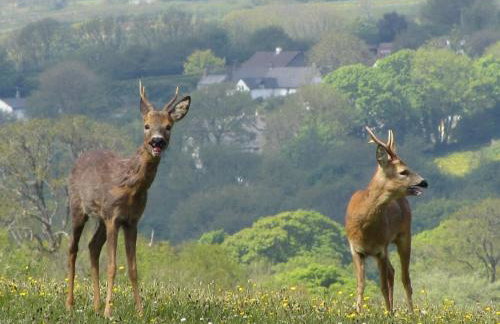 Holsworthy Holiday Cottages - Foto 8
