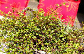 Apartment Dietze - Foto 8