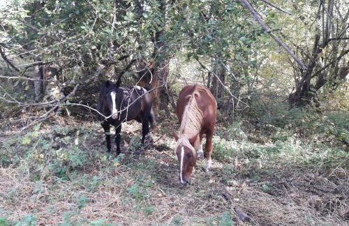 Charlys Bleibe Gastunterkunft inmitten der Natur - Foto 33