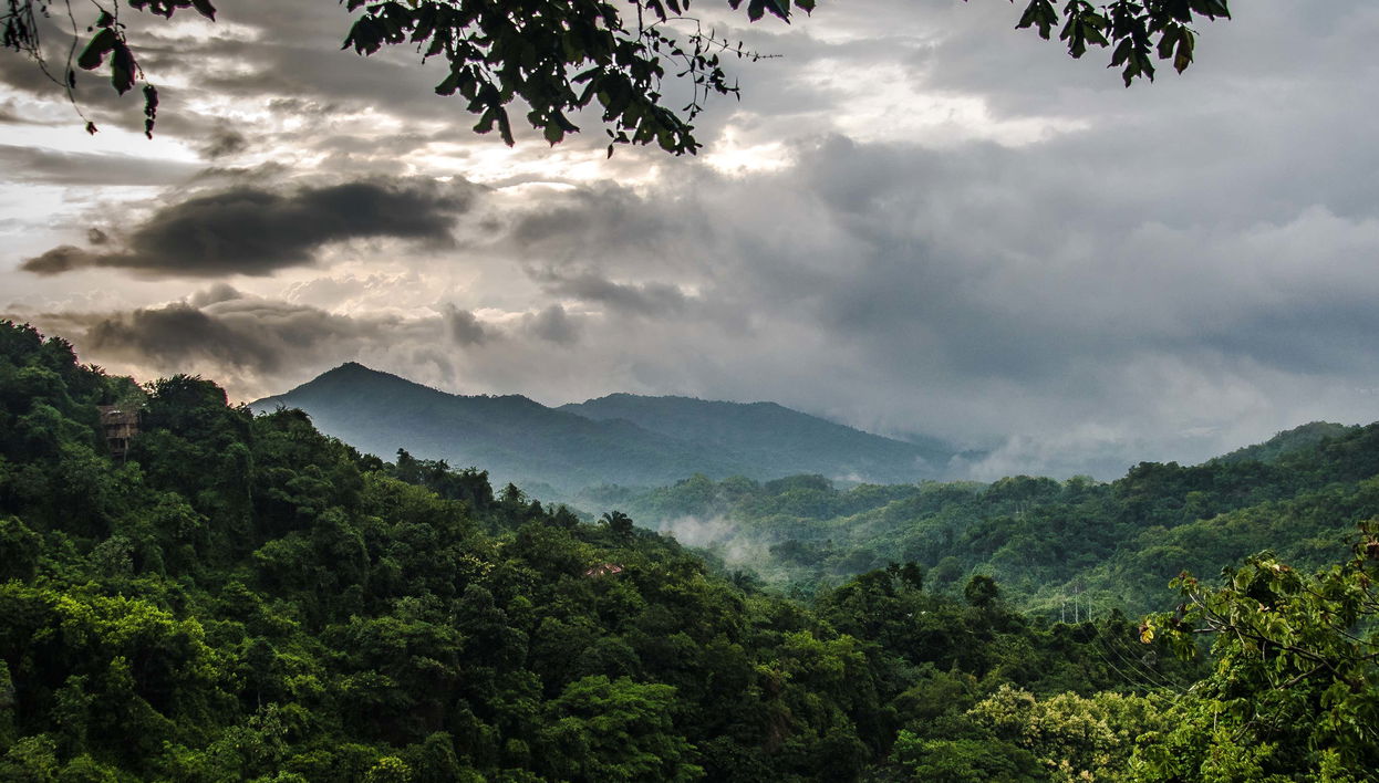 Minca Bird Watching Tour