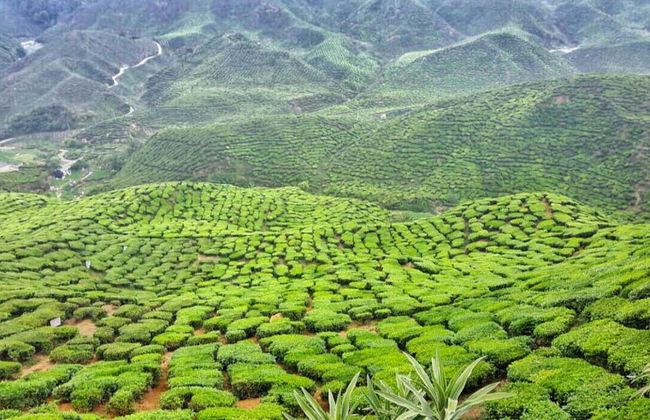 Excursion aux Cameron Highlands - Photo 2