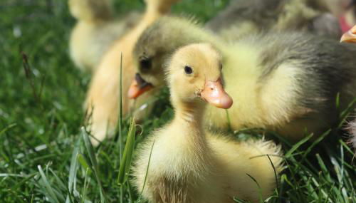 Mon Petit Domaine - Foto 2