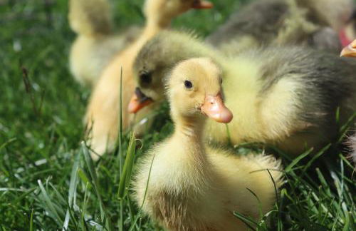 Mon Petit Domaine - Foto 2