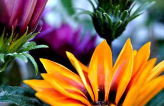 Filoxenia Studios - Foto 69