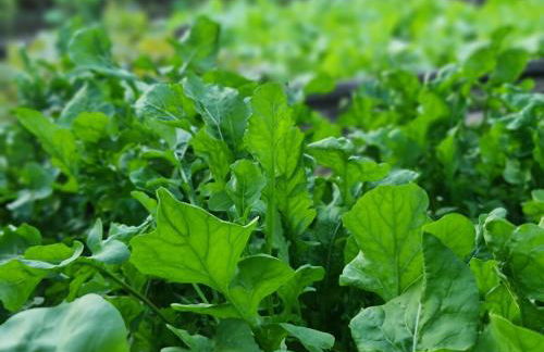 Rancho Comancho - Foto 44