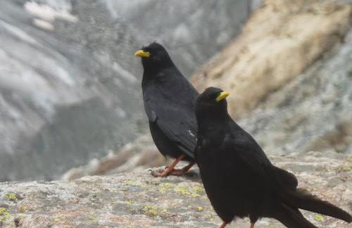 Skis aux pieds station 1600 Sun Vallée - Foto 21