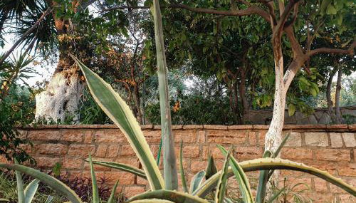 Angelos Studios - Photo 5, Garden