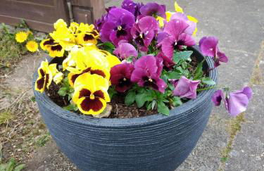 Ferienhaus Eggers - Foto 4