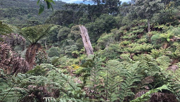 Trilha dos Xaxins - Foto 2