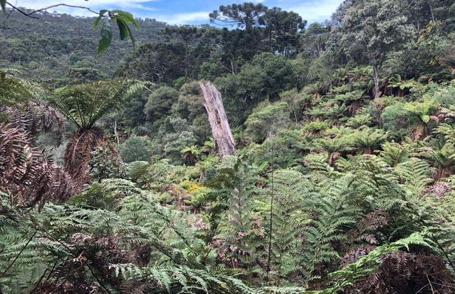 Trilha dos Xaxins - Foto 2