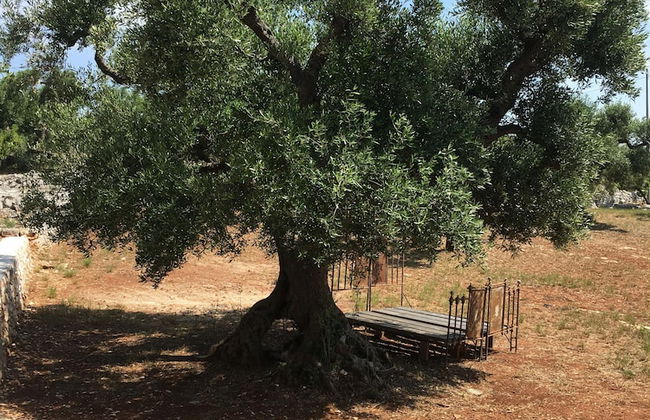 Trulli Lamascrasciola - Foto 64