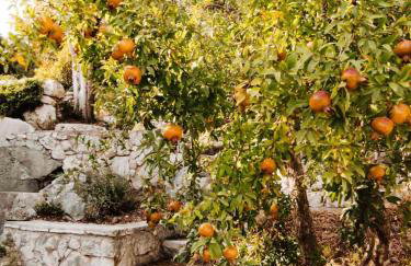 Suite Tangerine Studio - Foto 16