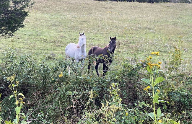 Newly Listed-Private 25-Acre Escape Near Red River Gorge - Foto 54