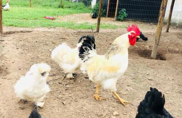 Casa Da Várzea-Casa relaxante com piscina partilhada - Foto 30