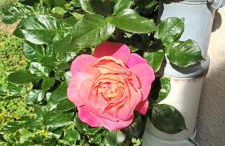 Chez Maxou - 3 ēpis Jardin Clos-Garage-Dogfriendly - Foto 4