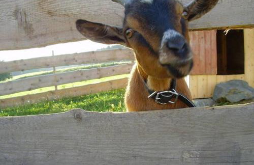 Ferienbauernhof Köpf - Foto 18