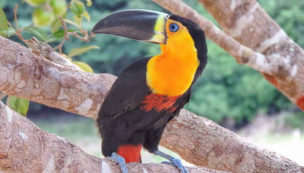 Toucan by the Arapiuns River