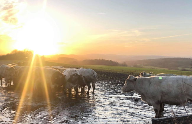 Stone House in Hamoir With Private Pool - Foto 44