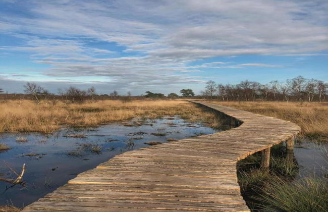 Bungalow in De Peel by Forest Retreat - Photo 31